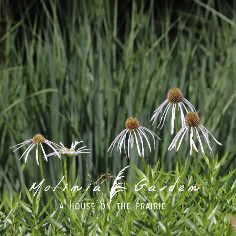 Echinacea pallida 'Hula Dancer' 4