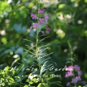 Epilobium angustifolium