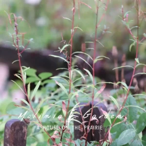 Epilobium angustifolium