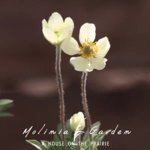Anemone multifida var. magellanica
