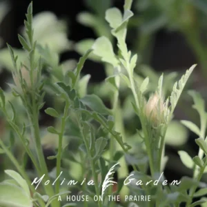 Centaurea pulcherrima