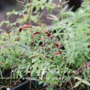 Sanguisorba tenuifolia var. tenuifolia f. Alba