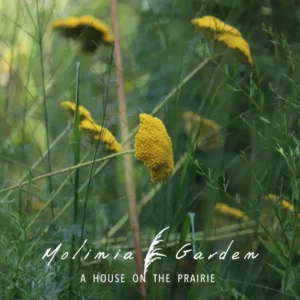 Achillea filipendulina ‘Parker’s Variety’