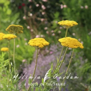 Achillea filipendulina ‘Parker’s Variety’