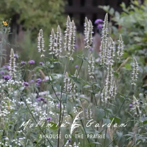 Agastache nepetoides