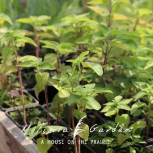 Agastache nepetoides