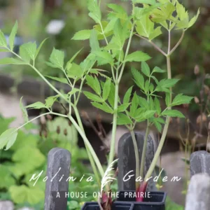 Angelica archangelica