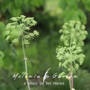 Angelica archangelica