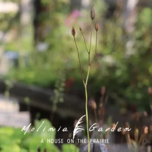 Aquilegia vulgaris ‘Nora Barlow’