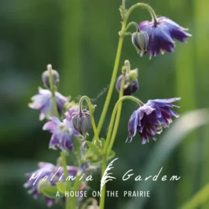 Aquilegia vulgaris ‘Christa Barlow’