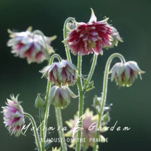 Aquilegia vulgaris ‘Nora Barlow’