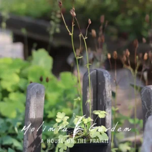 Aquilegia vulgaris ‘William Guinness’