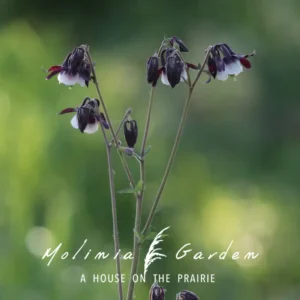 Aquilegia vulgaris ‘William Guinness’