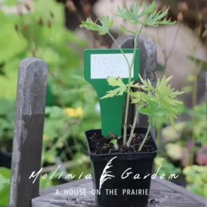 Delphinium Belladonna ‘Cliveden Beauty’