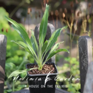 Echinacea tennesseensis ‘Rocky Top’