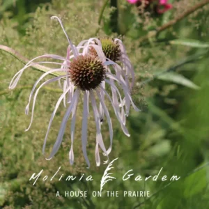 Echinacea pallida ‘Hula Dancer’