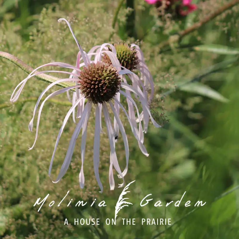 Echinacea pallida
