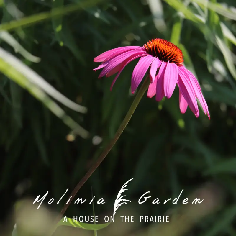 Echinacea purpurea 'Rubinstern' (2)