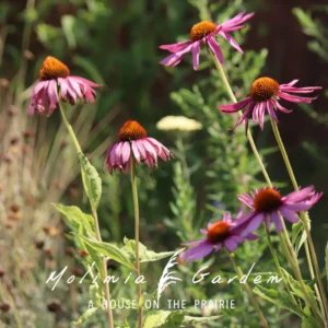 Echinacea purpurea ‘Rubinstern’