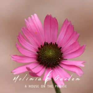 Echinacea tennesseensis ‘Rocky Top’