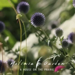 Echinops bannaticus ‘Blue Glow’