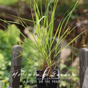 Eragrostis trichodes