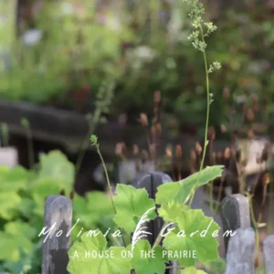 Heuchera villosa var. Macrorrhiza