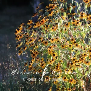Rudbeckia triloba ‘Blackjack Gold’