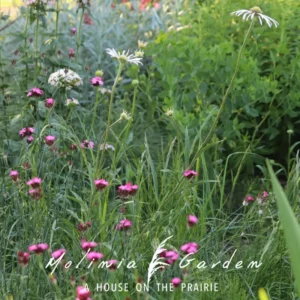 Dianthus carthusianorum