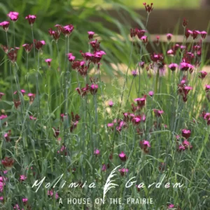 Dianthus carthusianorum