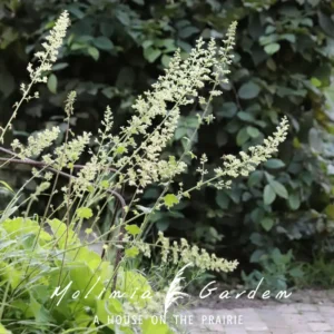Heuchera villosa var. Macrorrhiza