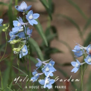 Delphinium Belladonna ‘Cliveden Beauty’