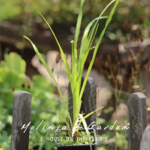 Liatris pycnostachya