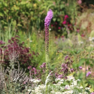 Liatris pycnostachya