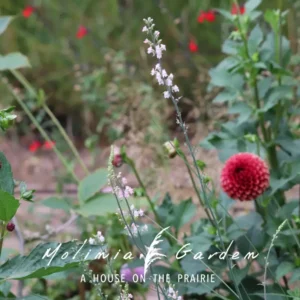 Linaria purpurea ‘Canon J. Went’