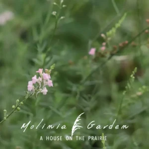 Linaria purpurea ‘Canon J. Went’