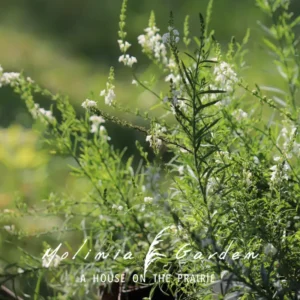 Linaria purpurea ‘Springside White’
