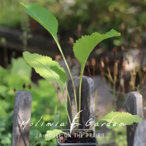 Parthenium integrifolium