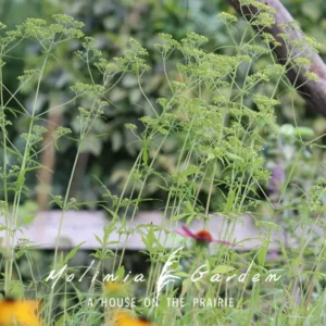 Patrinia monandra syn. Punctiflora