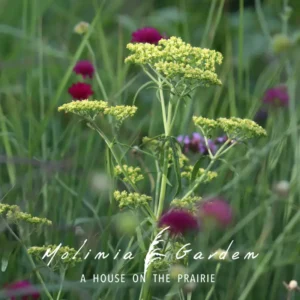 Patrinia monandra syn. Punctiflora