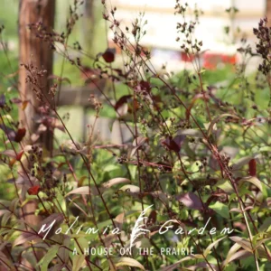 Penstemon digitalis ‘Husker Red Superior Strain’