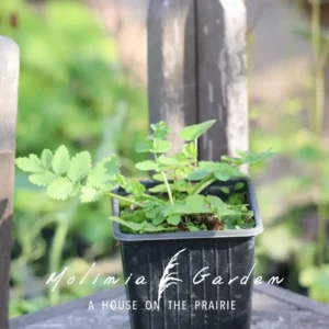 Pimpinella major ‘Rosea’