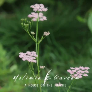 Pimpinella major ‘Rosea’