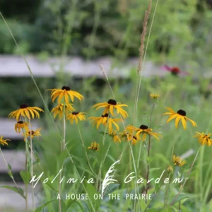 Rudbeckia fulgida ‘Goldsturm’