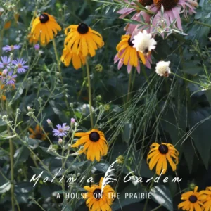 Rudbeckia fulgida ‘Goldsturm’