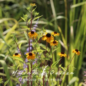 Rudbeckia triloba ‘Blackjack Gold’