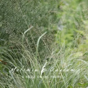 Sporobolus heterolepis