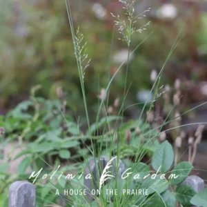 Sporobolus heterolepis