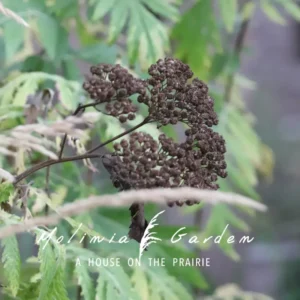 Tanacetum macrophyllum